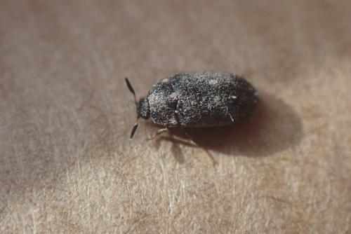 Attagenus sp.
